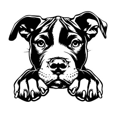 İfade Eden Gözlü Bir Köpeğin Siyah ve Beyaz Portresi