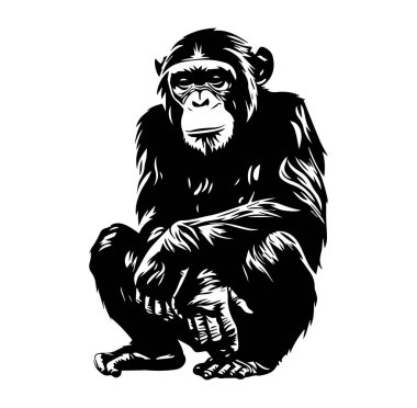 Oturan Şempanze 'nin Siyah ve Beyaz Resimleri