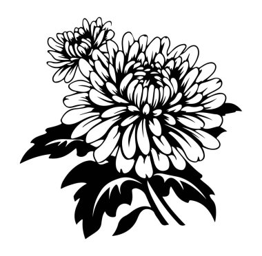 Kasımpatı Çiçeklerinin Zarif Siyah ve Beyaz Tasarımı