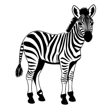 Ayrıntılı Siyah ve Beyaz Zebra Resimleri