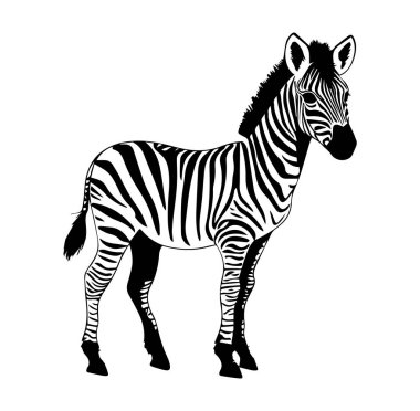 Tek Renk Biçimli Zebra 'nın Zarif Silueti