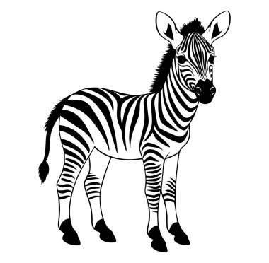 Dekoratif Siyah ve Beyaz Zebra Tasarım Çizimi