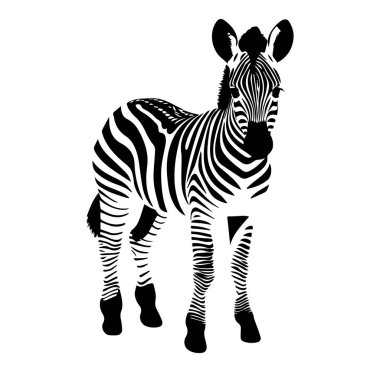 Beyaz Arkaplanda Siyah ve Beyaz Biçimli Zebra Resimleri