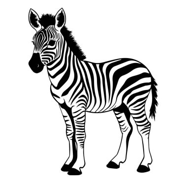 Yaratıcı Kullanım için Zarif Siyah ve Beyaz Zebra İllüstrasyonu