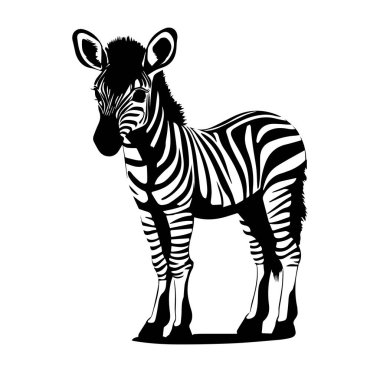 Siyah ve Beyaz Zebra Çizgili Resimler