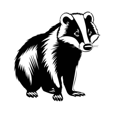 Profil Görünümünde Bir Porsuğun Siyah ve Beyaz Görünümü