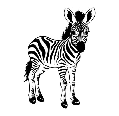 Beyaz Arkaplanda Siyah ve Beyaz Zebra Resimleri