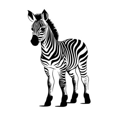 Kalın Çizgili Siyah ve Beyaz Zebra Tasarımı