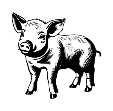 Siyah ve Beyaz Biçimli Şirin Klasik Domuz Çizimi