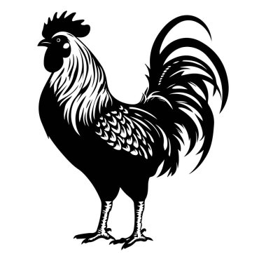Zarif Tüy Detaylı Bir Horozun Silueti