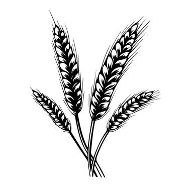 Beyaz Arkaplanda Siyah ve Beyaz Buğday Kulakları