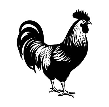 Profilde Gururla Duran Bir Horozun Siyah Silueti