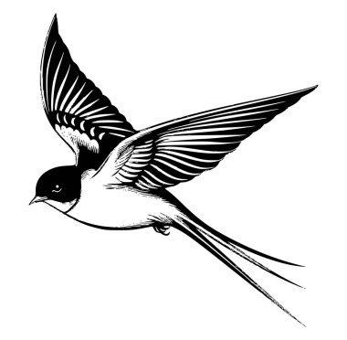 Uçan Kırlangıç Kuşu 'nun Ayrıntılı Çizimi