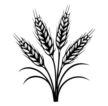Siluette buğday saplarının siyah beyaz çizimi