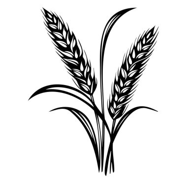 Zarif Kıvrımlı Siyah ve Beyaz Buğday Çizimi
