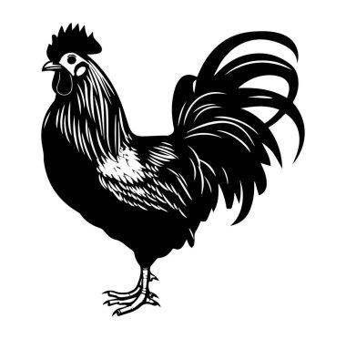 Zarif Kuyruk Tüylü Bir Horozun Detaylı Silueti
