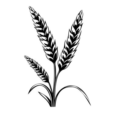 Yapraklı Buğday Sapları 'nın Siyah ve Beyaz Görünümü