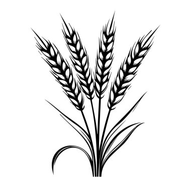 Sanatsal Detaylı Buğday Kulakları 'nın Zarif İllüstrasyonu