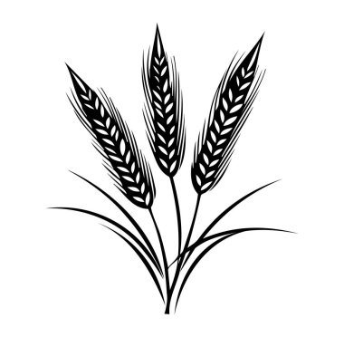 Beyaz Arkaplanda Siyah ve Beyaz Buğday Kulakları