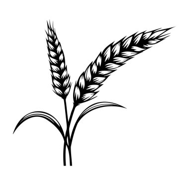 Buğday Kulakları ve Çimenlerin Siyah ve Beyaz Görünümü