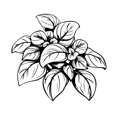 Yapraklı Yeşil Bitkinin El Çizimi Botanik Çizimi