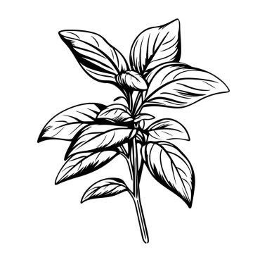 Taze Basil Yaprakları ve Kökünün El Çizimi