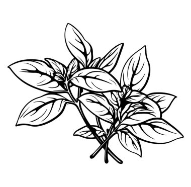 Taze Yeşil Bitki Yapraklarının Ayrıntılı Resimleri