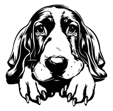 Siyah ve Beyaz Bir Köpeğin Yüzünün Yakın Çekimi