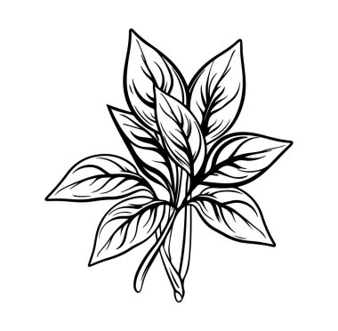 Ayrıntılı Yaprak ve Köklerin Siyah ve Beyaz ResmiComment