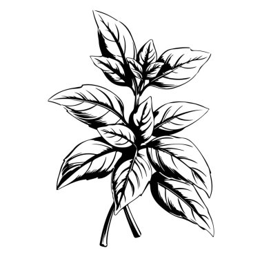 Beyaz Arkaplanda Taze Yeşil Yaprakların El Çizimi ResmiName