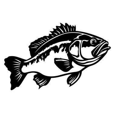 Bass Bass Balığı 'nın Ayrıntılı Siyah ve Beyaz Görünümü