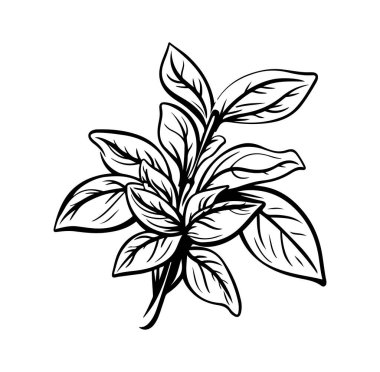 Yapraklı Taze Yeşil Bitkinin El Çizimi