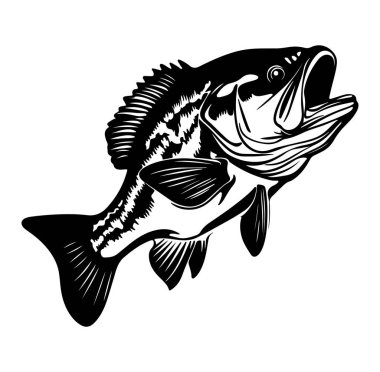 Görkemli Bas Balığı 'nın Siyah ve Beyaz İllüstrasyonu