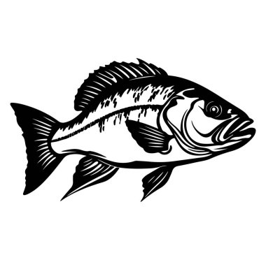 Siyah ve Beyaz Yüzen Bas Balığı Fotoğrafı