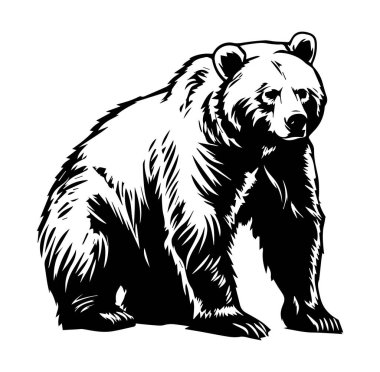 Bir Boz Ayı 'nın Ayrıntılı Siyah ve Beyaz ResmiComment