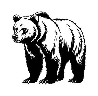 Siyah ve Beyaz Giyen Boz Ayı 'nın Ayrıntılı Resimleri