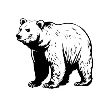 Vahşi Yaşam Ayısı 'nın Ayrıntılı Siyah-Beyaz Görünümü