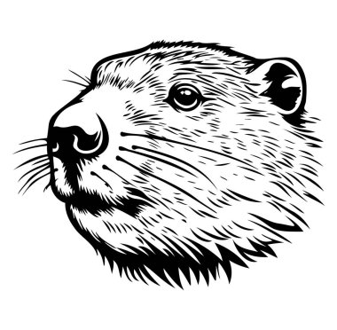 Tatlı Vahşi Su Samuru Yüzünün Detaylı Resimleri