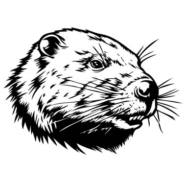 Mürekkep Biçimli Meraklı Su Samuru Başlığının Ayrıntılı Resimleri