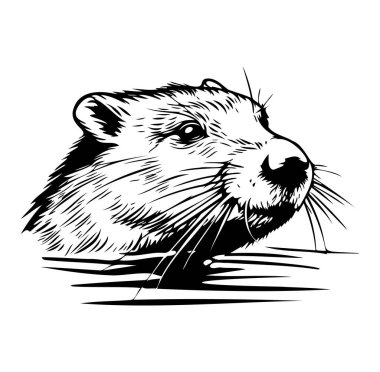 Sudan çıkan bir su samurunun ayrıntılı tasviri