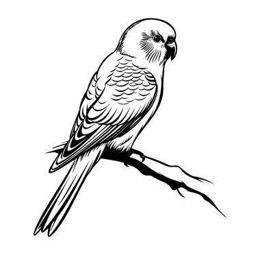 Bir Şubedeki Siyah-Beyaz Muhabbet Kuşu