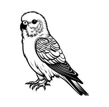 Karmaşık Tüy Örnekleri Olan Bir Kuşun Ayrıntılı Çizimi