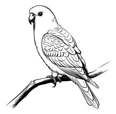Şubedeki Bir Papağanın Detaylı Siyah ve Beyaz Çizimi