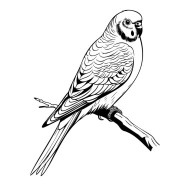 Bir Şubedeki Siyah-Beyaz Muhabbet Kuşu