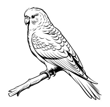 Dalda Oturan Bir Kuşun Ayrıntılı Çizimi
