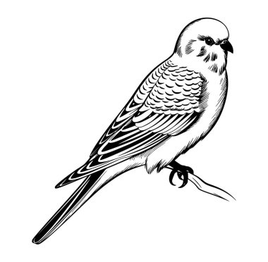 Dalına tünemiş Serene Kuşunun Ayrıntılı İllüstrasyonu