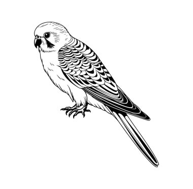 Bir Kuş Tüneğinin Ayrıntılı Siyah ve Beyaz ResmiComment