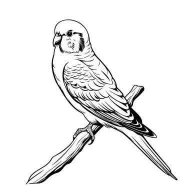 Dalına tünemiş bir kuşun detaylı çizimi