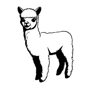 Tek Renk Biçimli Büyüleyici Alpaca Resimleri