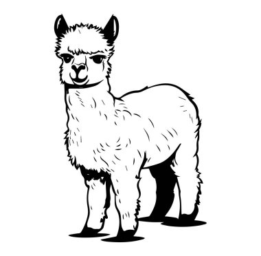 Siyah ve Beyaz Regal Alpaka Ayrıntılı ResimleriName